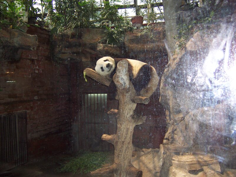 Panda Bear on Tree