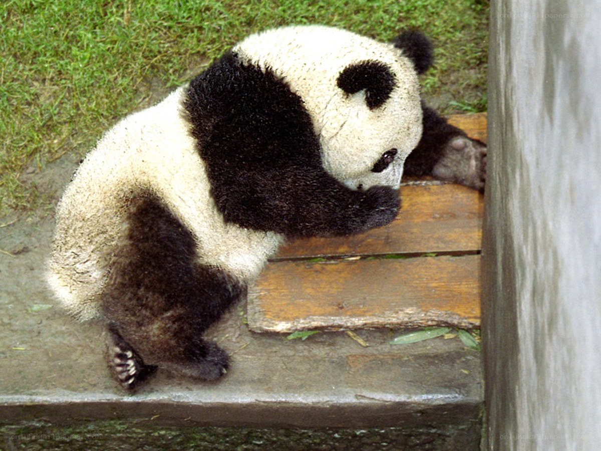 Panda bear on wooden platform