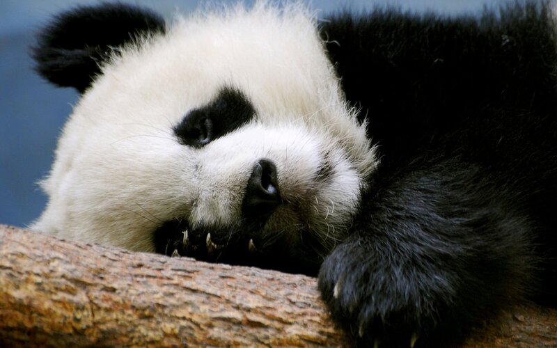 Panda Bear Resting — Black, Calm, Photograph