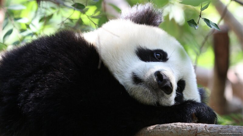 Panda Bear Resting — Black