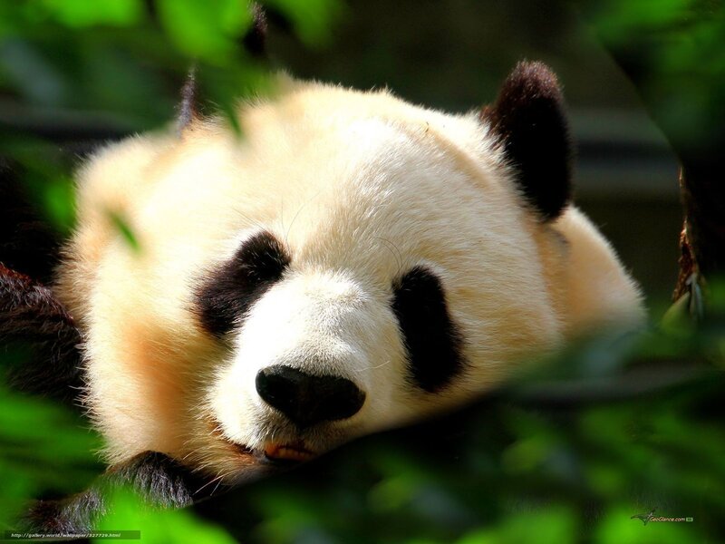Panda Bear Resting — Green, Calm, Afternoon, Photograph