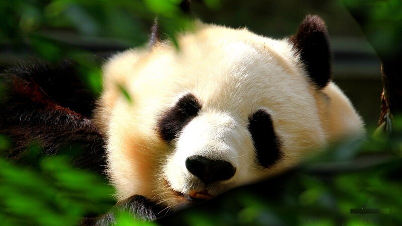 Panda Bear Resting — Green, Calm, Afternoon