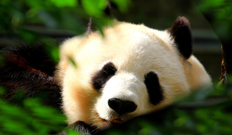 Panda Bear Resting — Green