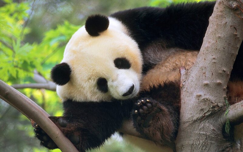 Panda bear resting in a tree