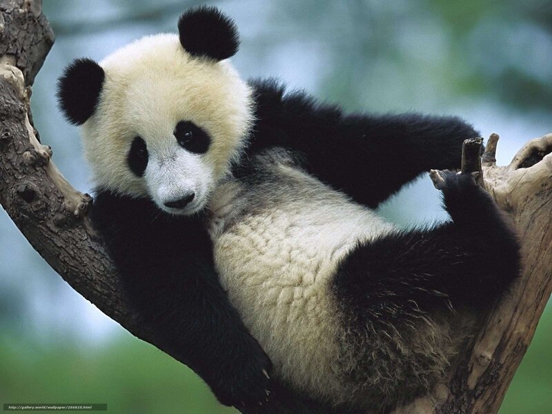 Panda bear resting in tree