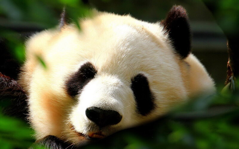 Panda Bear Resting — White