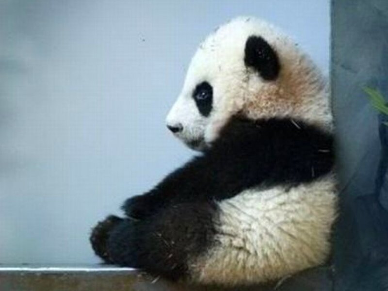 Panda bear sitting in corner
