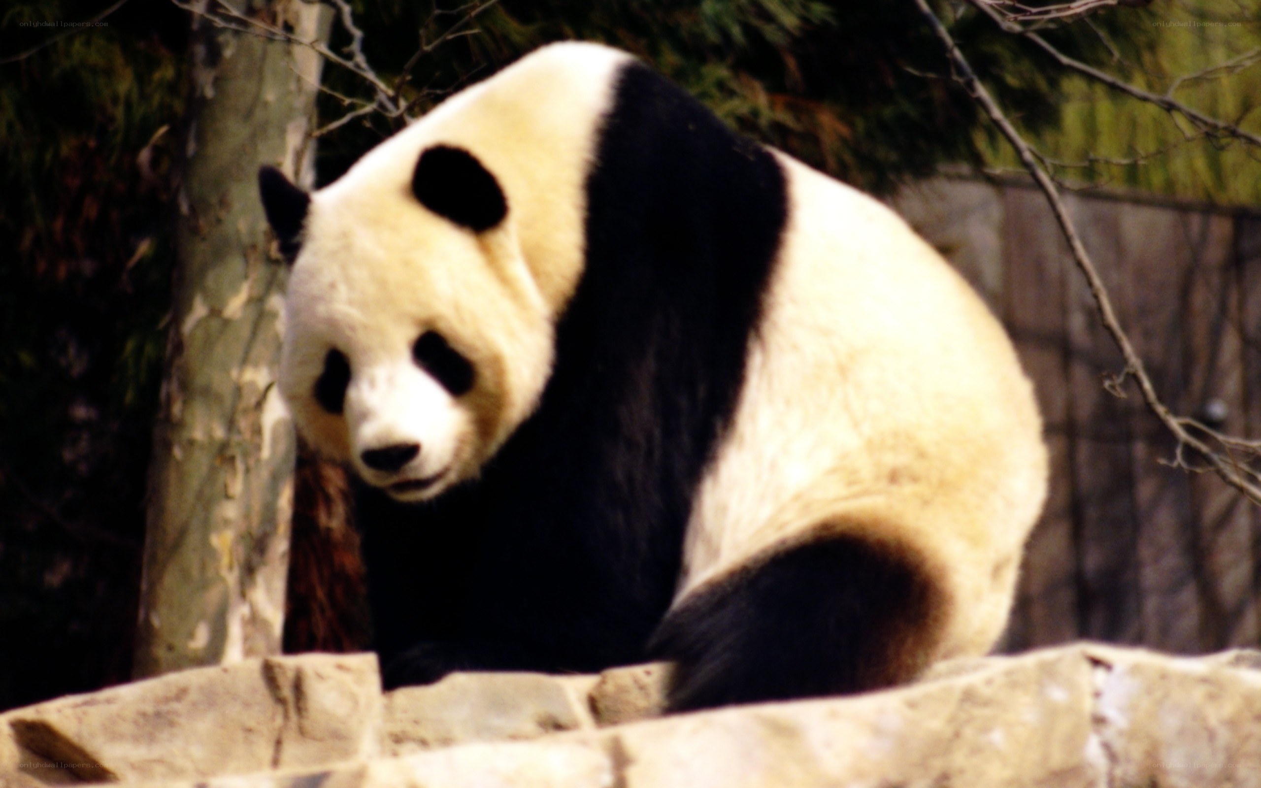 Panda bear sitting on a rock
