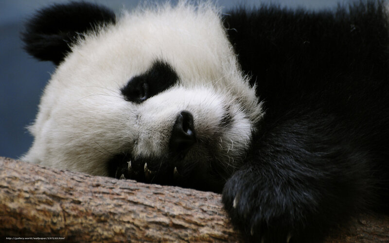 Panda Bear Sleeping — Black, Calm