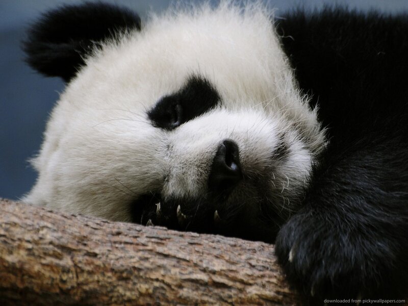 Panda Bear Sleeping — Black, Peaceful