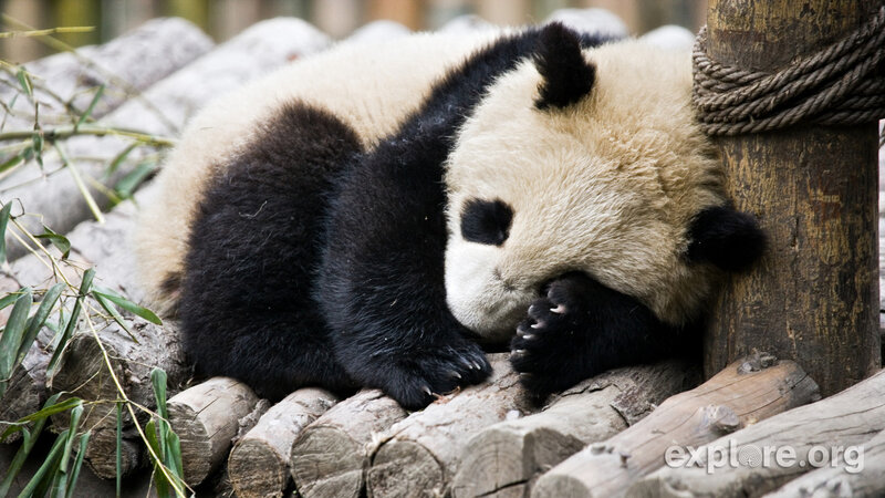 Panda Bear Sleeping — Black