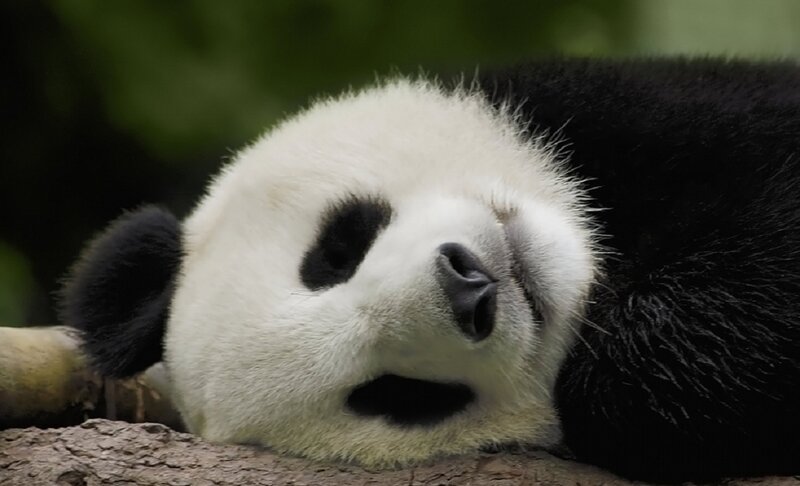 Panda Bear Sleeping