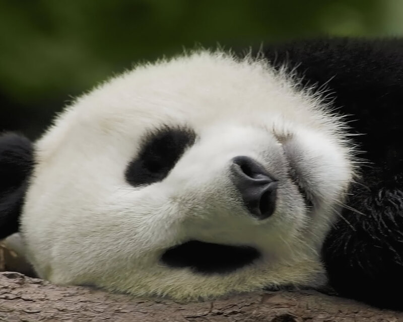 Panda Bear Sleeping — White