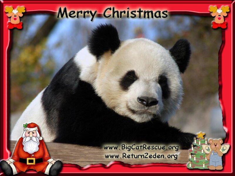 Panda Bear