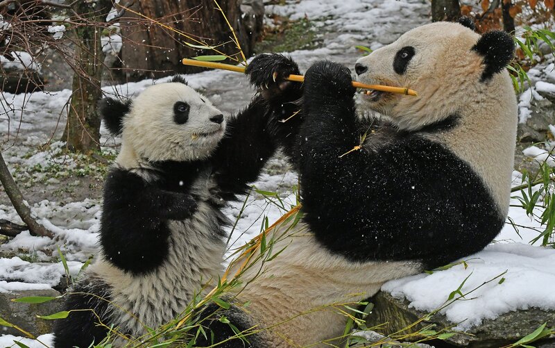 Panda Bears Eating Bamboo — Black, Calm