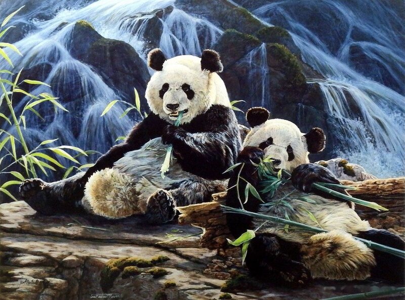Panda Bears Eating Bamboo — Black, Serene