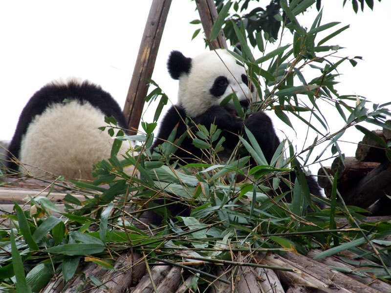 Panda Bears Eating Bamboo — Green