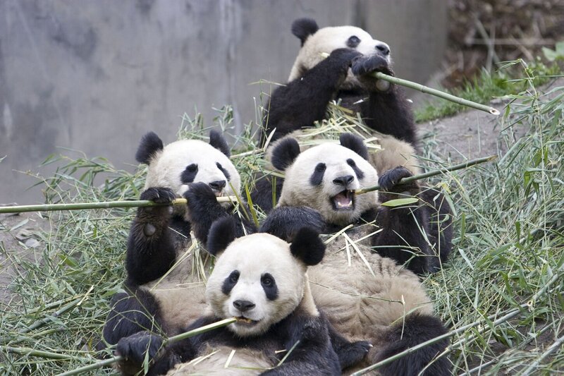 Panda Bears Eating Bamboo