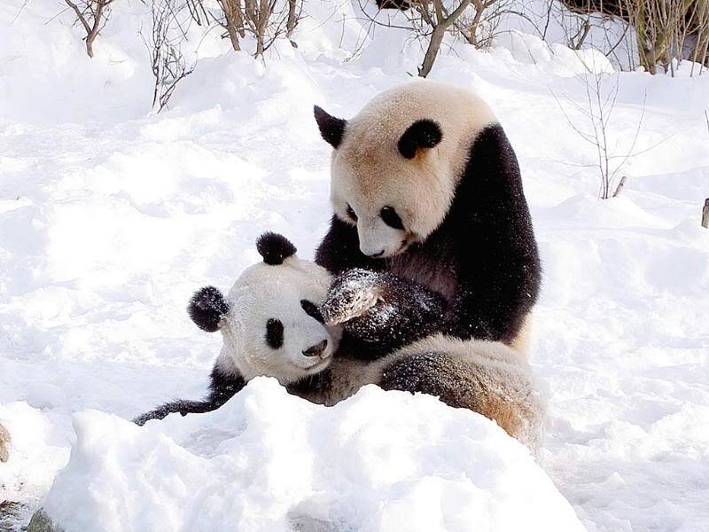Panda Bears in Snow
