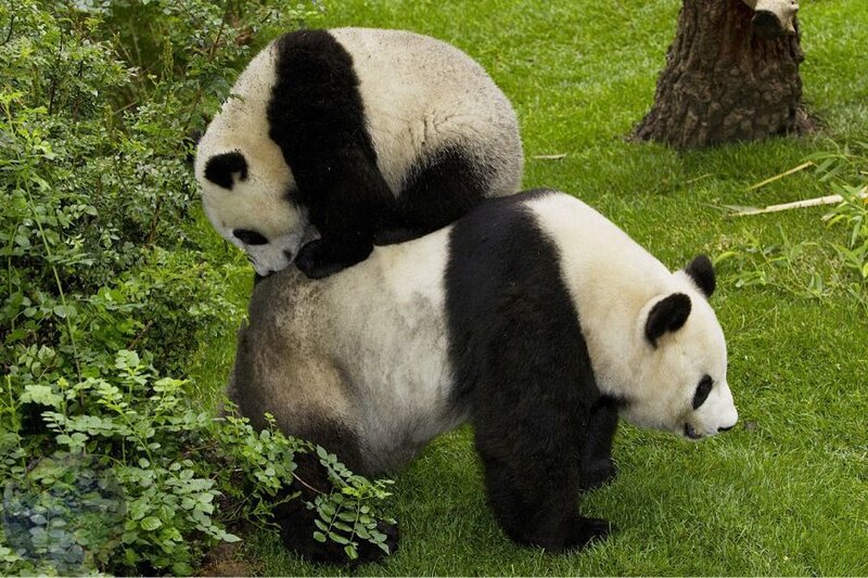 Panda Bears Mating