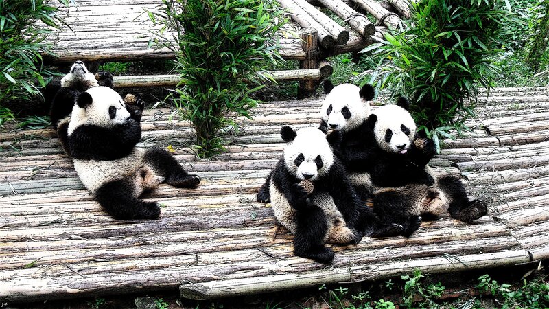 Panda Bears on Bamboo