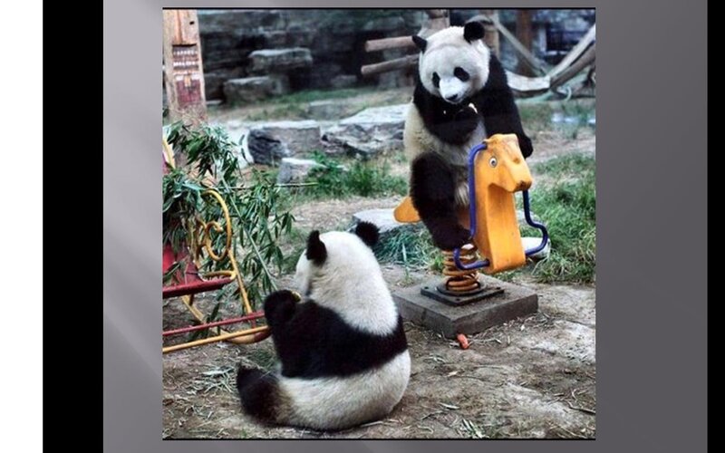 Panda Bears on Playground