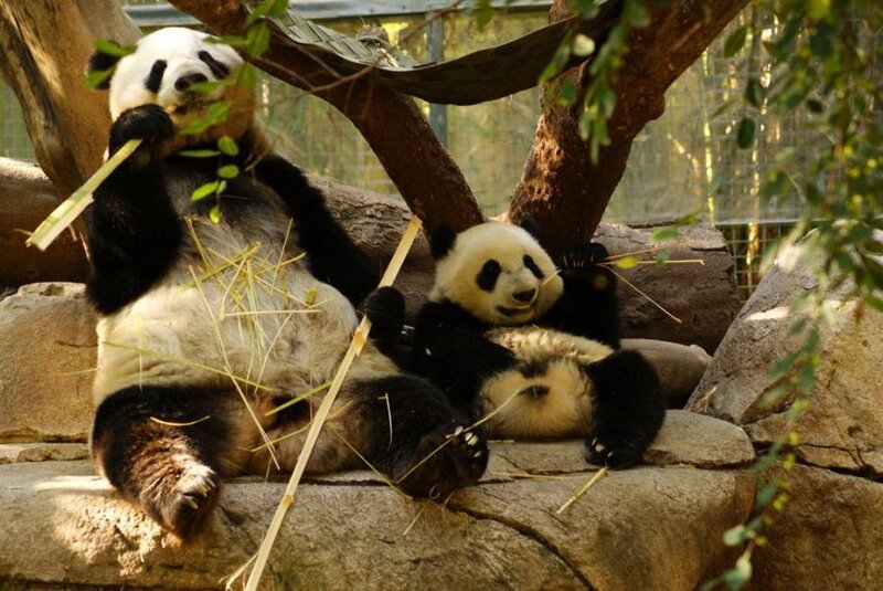 Panda Bears on Rocks