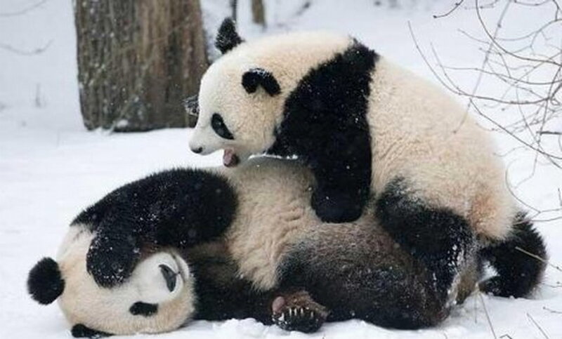 Panda Bears Playing