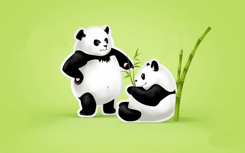 Panda bears with bamboo