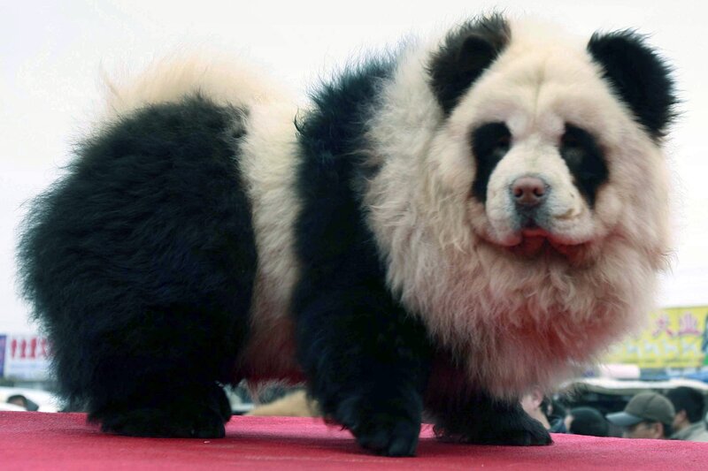Panda-chow Dog