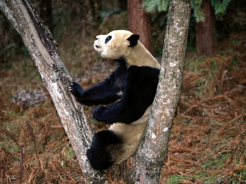 Panda climbing a tree