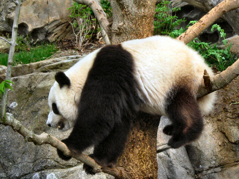 Panda climbing a tree