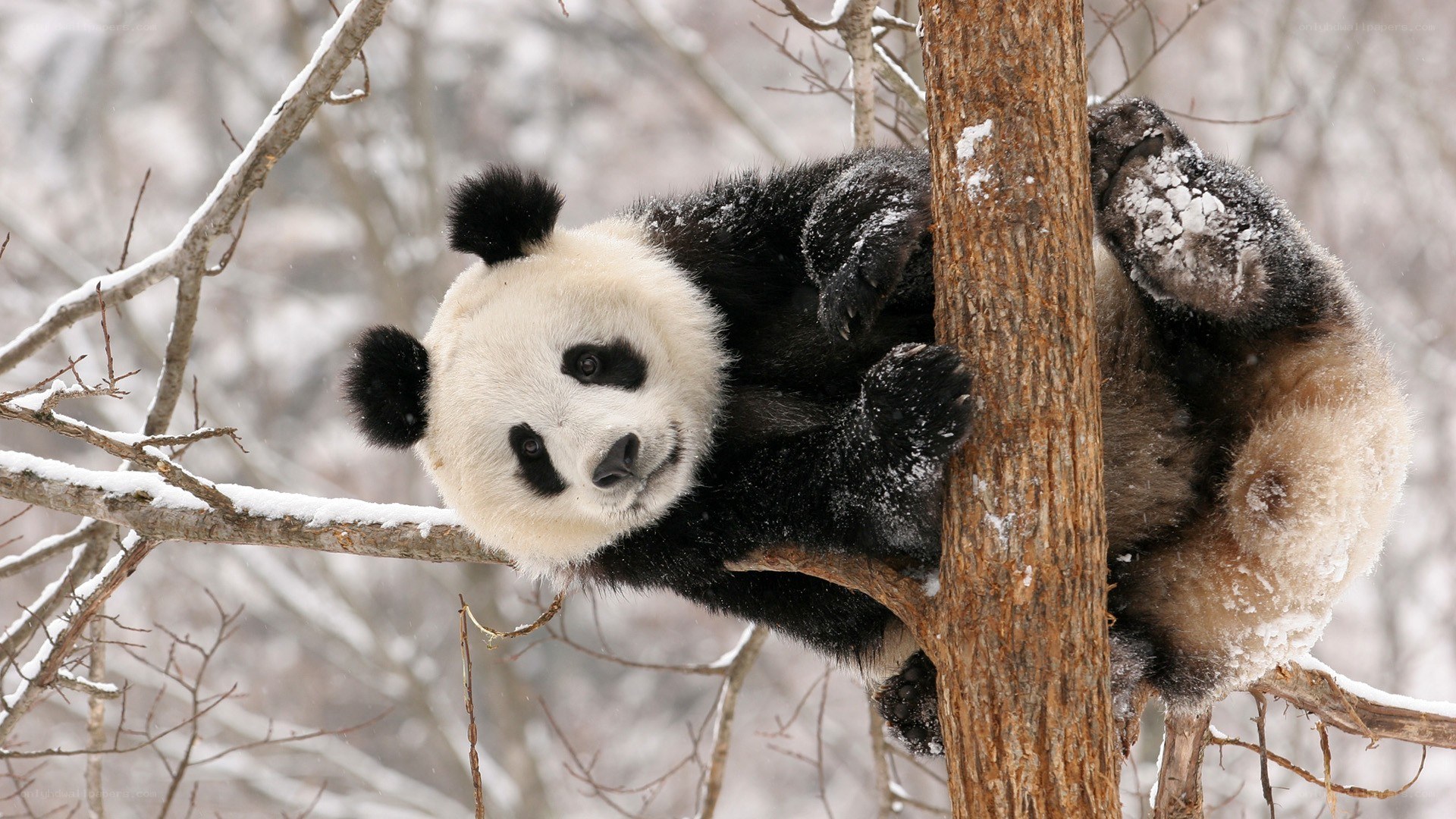 Panda climbing a tree in snow