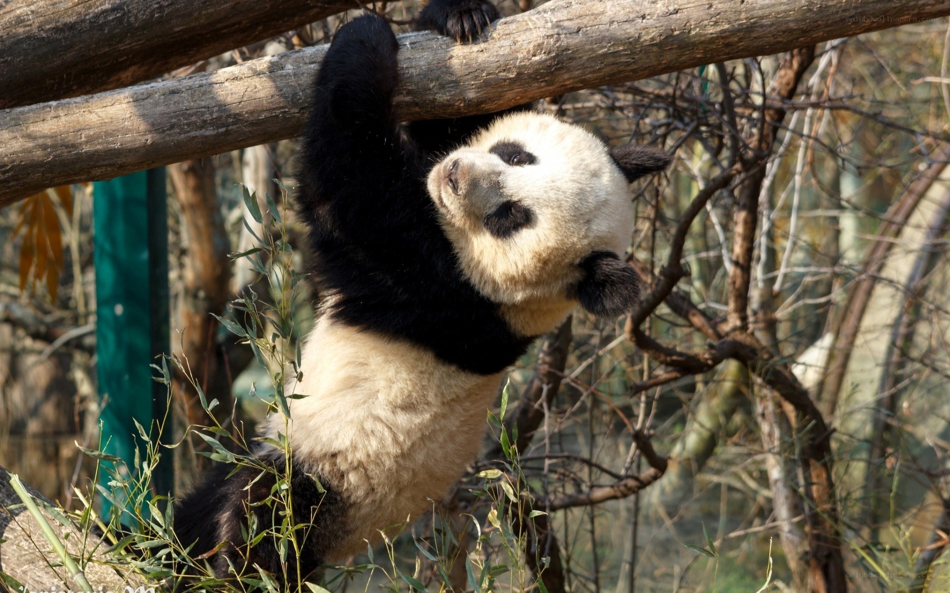 Panda climbing a tree