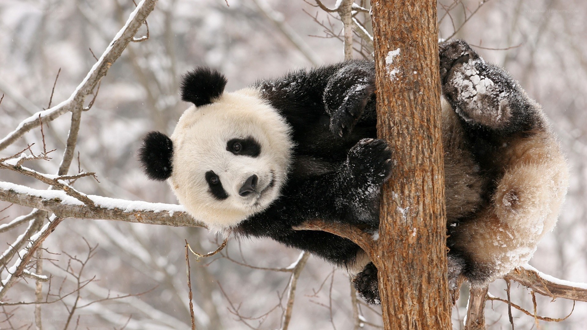 Panda climbing in snowy forest