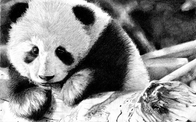 Panda Cub — Black, Calm, Illustration, Log