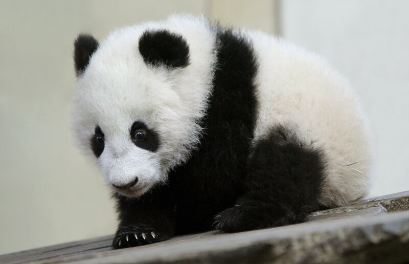Panda Cub — Black, Calm
