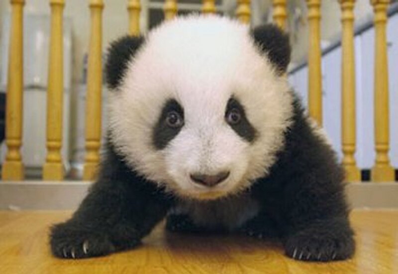 Panda Cub — Black