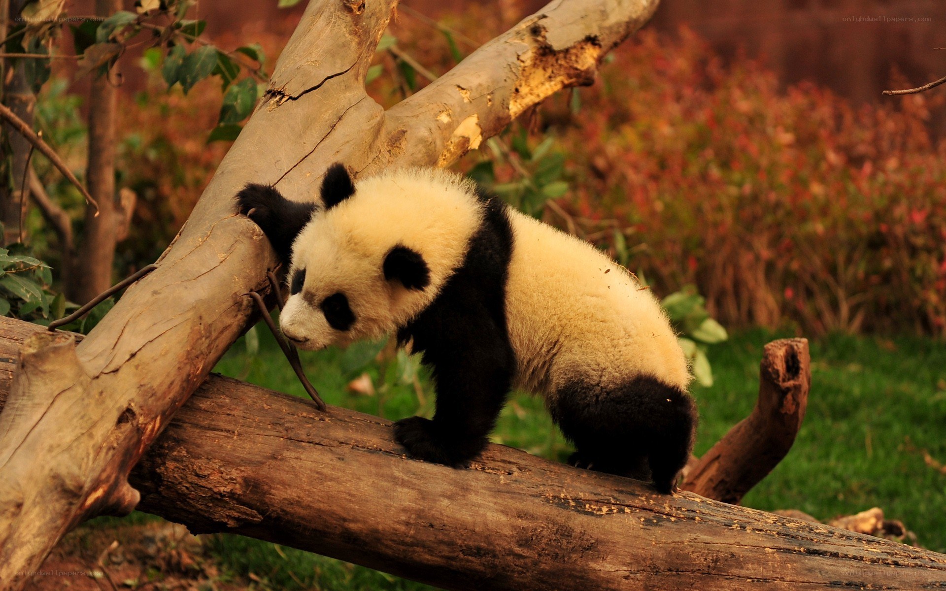 Panda cub climbing tree