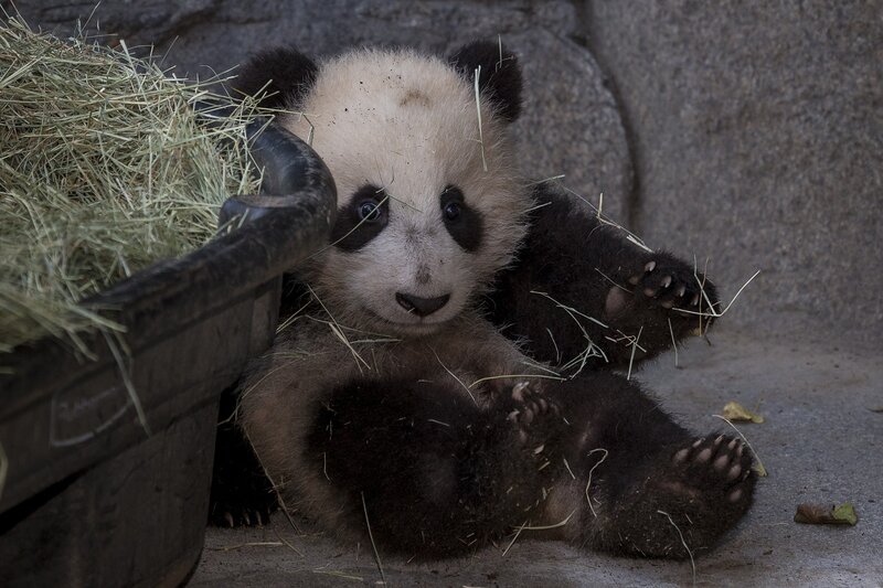 Panda Cub Eating