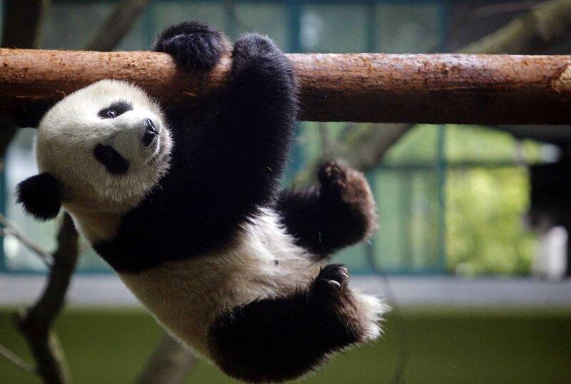 Panda cub hanging from a branch