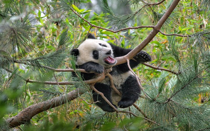 Panda cub in a tree