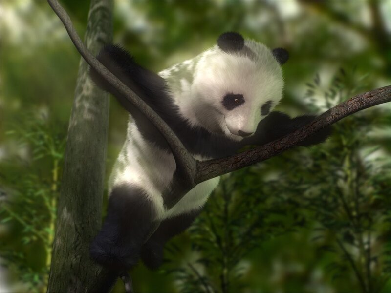 Panda cub in a tree