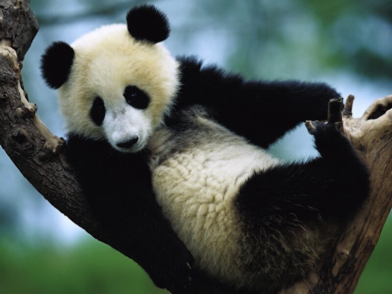 Panda cub in a tree