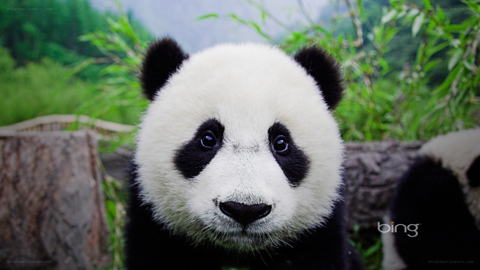 Panda cub in bamboo forest