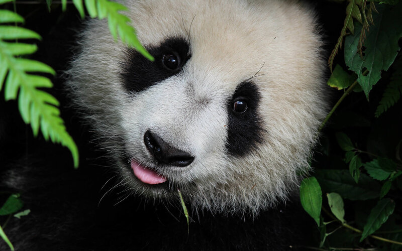 Panda Cub in Foliage