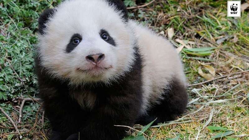 Panda Cub in Grass — Black