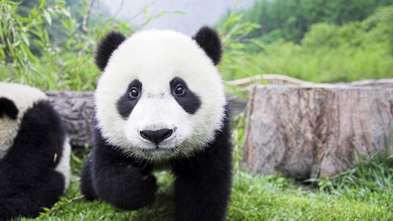 Panda Cub in Grass — Green, Calm, Morning, Photograph, Tree Stump