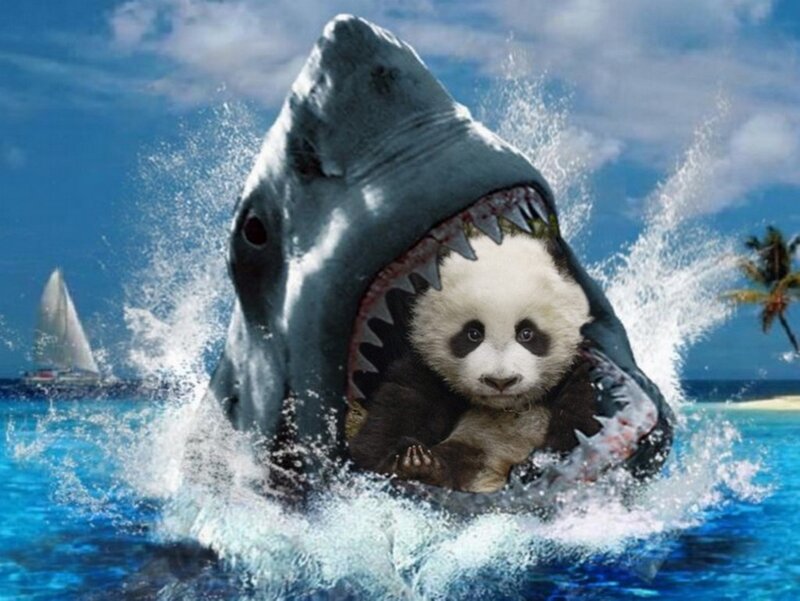 Panda Cub in Shark Mouth