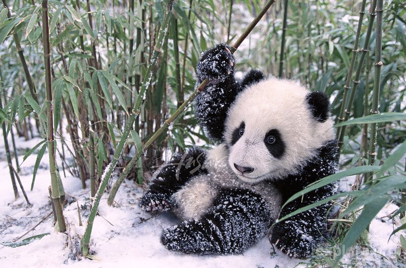 Panda Cub in Snow